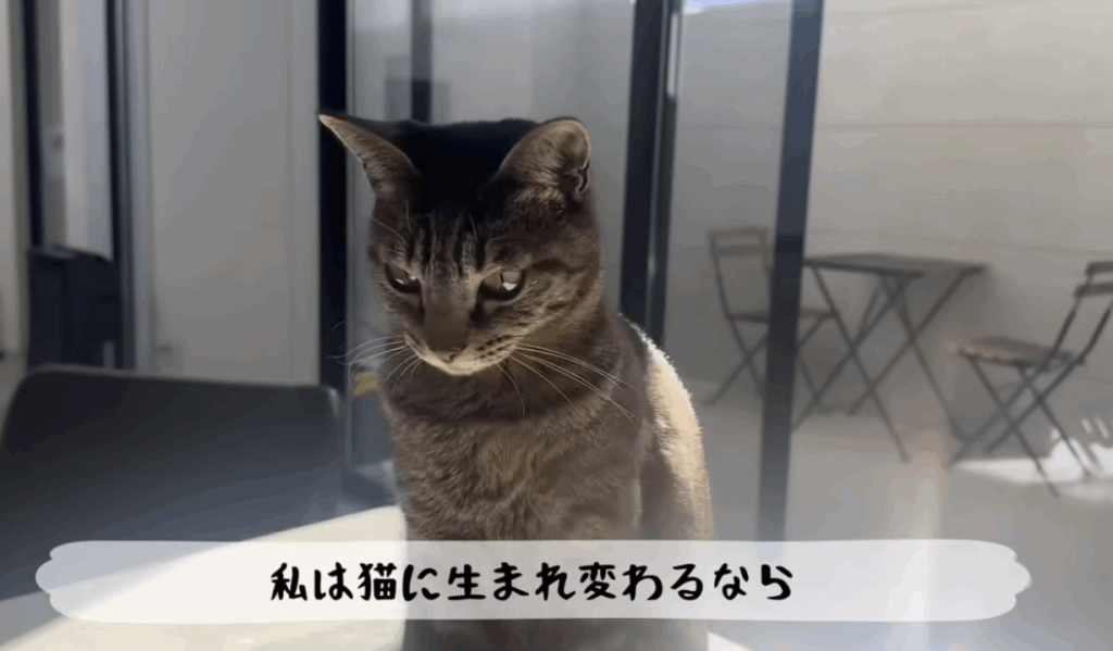 まんまるとらまる 家